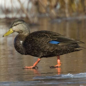 Canard noir