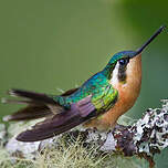 Colibri à gorge pourprée