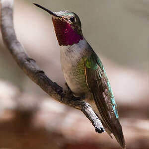 Colibri à queue large