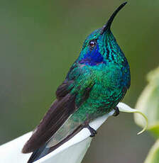 Colibri thalassin