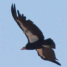 Condor de Californie