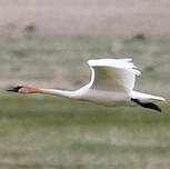 Cygne trompette