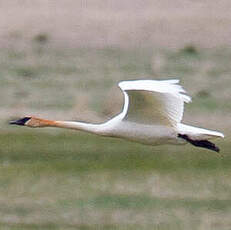 Cygne trompette