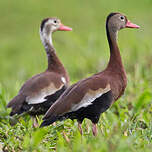 Dendrocygne à ventre noir