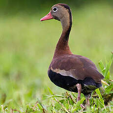 Dendrocygne à ventre noir