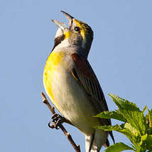 Dickcissel d'Amérique