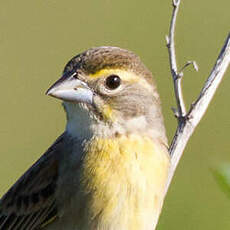 Dickcissel d'Amérique