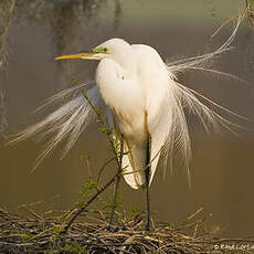 Grande Aigrette