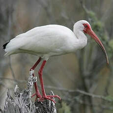 Ibis blanc