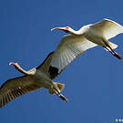 Ibis blanc