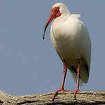 Ibis blanc