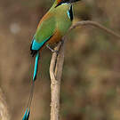 Motmot à sourcils bleus