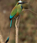 Motmot à sourcils bleus