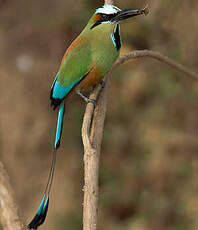 Motmot à sourcils bleus