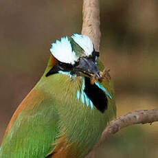 Motmot à sourcils bleus