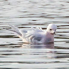 Mouette de Ross