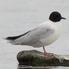 Mouette pygmée