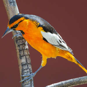 Oriole à ailes blanches