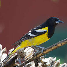 Oriole jaune-verdâtre