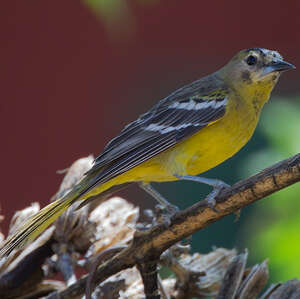 Oriole jaune-verdâtre