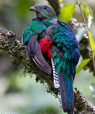 Quetzal resplendissant