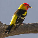 Piranga à tête rouge
