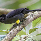 Tohi à cuisses jaunes
