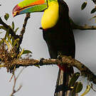 Toucan à carène