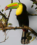 Toucan à carène