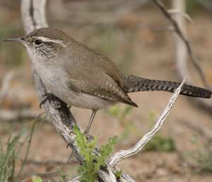 Troglodyte de Bewick