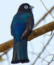 Trogon à tête noire