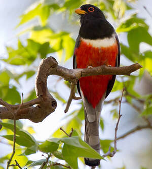 Trogon élégant