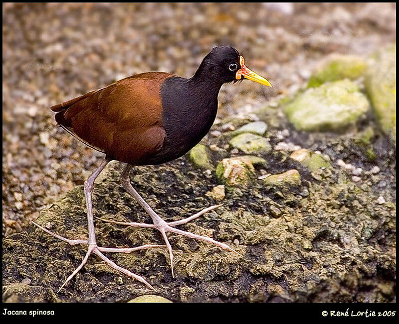 Jacana du Mexique