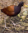 Jacana du Mexique