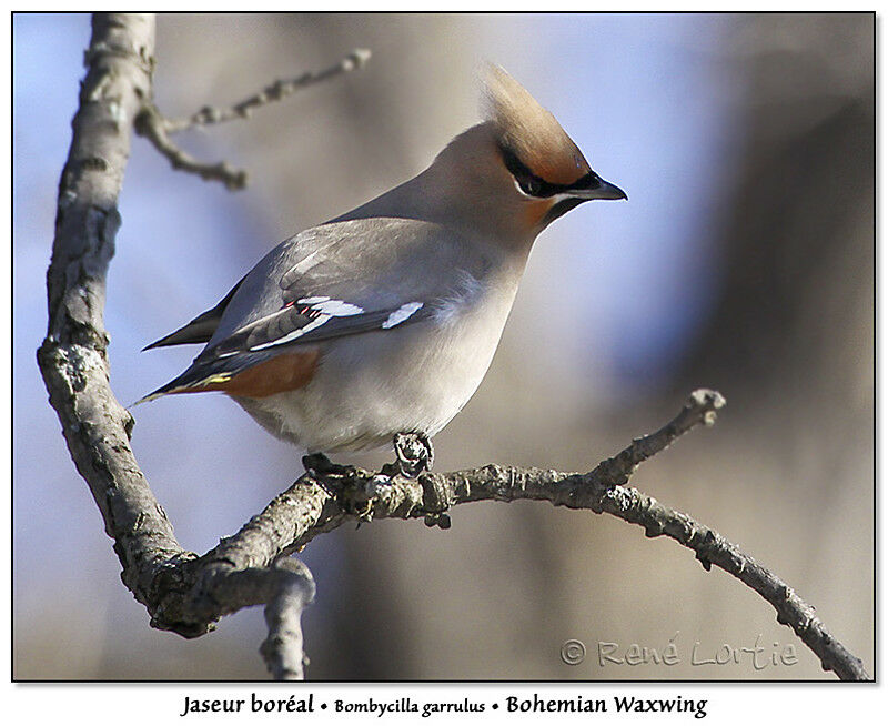 Bohemian Waxwingadult