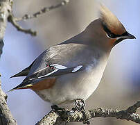 Bohemian Waxwing