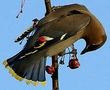 Bohemian Waxwing