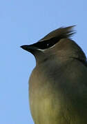 Cedar Waxwing