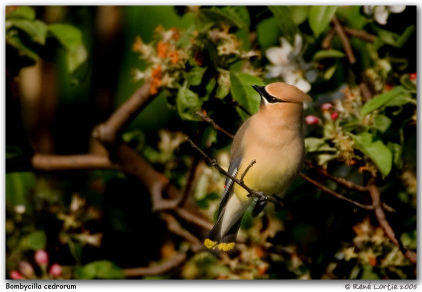 Cedar Waxwing