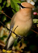 Cedar Waxwing