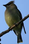 Cedar Waxwing