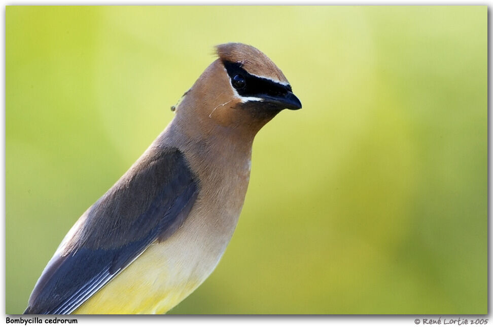 Cedar Waxwing