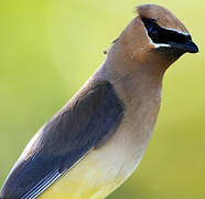 Cedar Waxwing