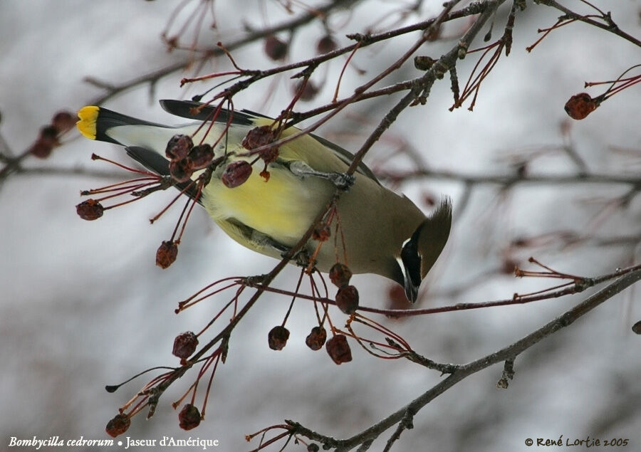 Cedar Waxwing