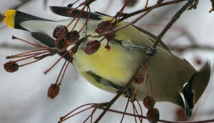 Cedar Waxwing