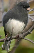 Dark-eyed Junco