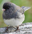 Junco ardoisé