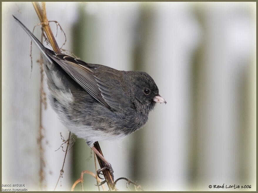 Dark-eyed Junco female