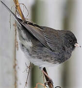 Dark-eyed Junco