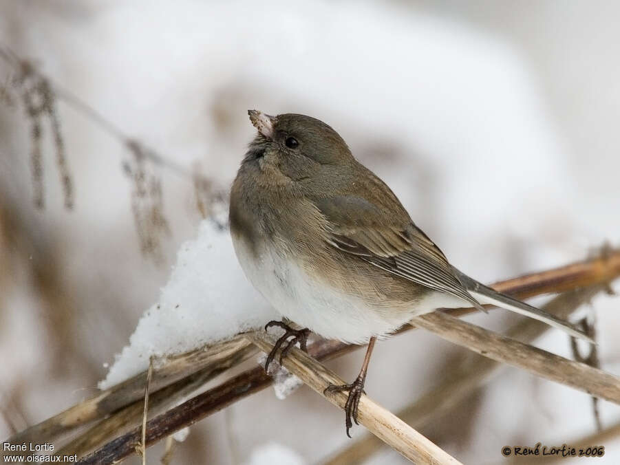 Junco ardoisé1ère année, identification